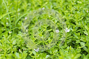 Waterhyssop Bacopa monnieri green plant photo