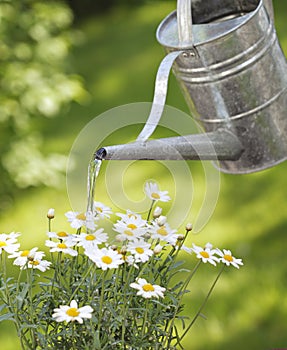 Watering