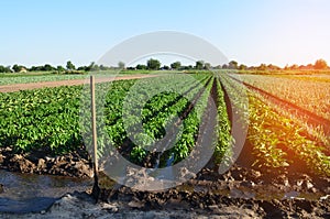 Watering of agricultural crops, countryside, irrigation, natural