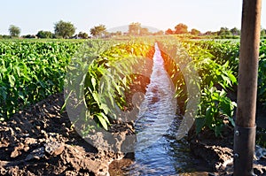 Watering of agricultural crops, countryside, irrigation, natural