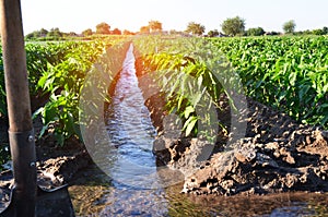 Watering of agricultural crops, countryside, irrigation, natural watering, village green