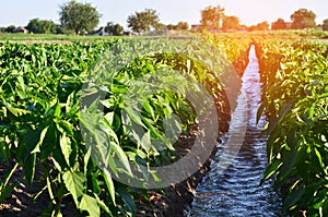 Watering of agricultural crops, countryside, irrigation, natural watering, village green