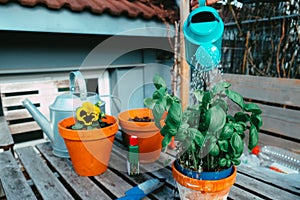 Watering basil plant in the roof garden