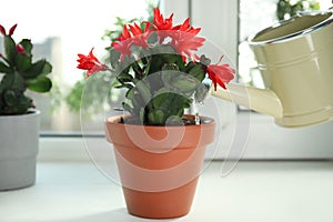 Watering beautiful blooming Schlumbergera plant Christmas or Thanksgiving cactus in pot on window sill