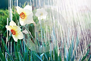 Watering beutiful flowers dafodills, sunburst and pouring water. April showers