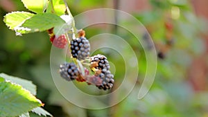 Watering Blackberry Bush