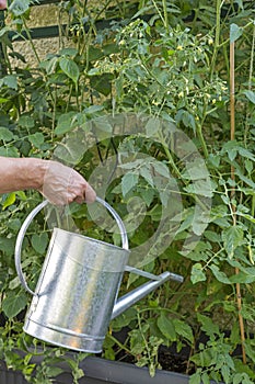 Watering blooming tomato plants