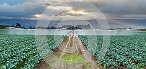 Watering Broccoli Crop photo