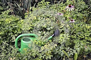 Watering can