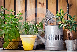 Watering can and aromatic herbs