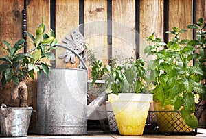 Watering can and aromatic herbs garden