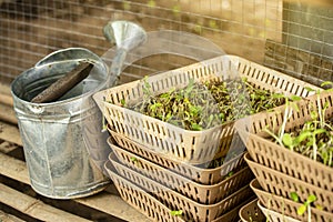 Watering can  with bean sprouts