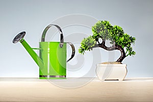 Watering can and Bonsai tree on wood shelf