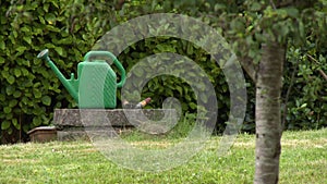 Watering can and clippers on a well cover