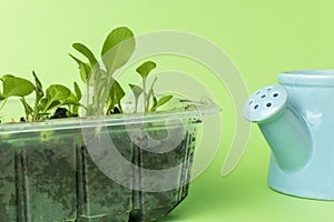 Watering can and container with seedlings on a green background