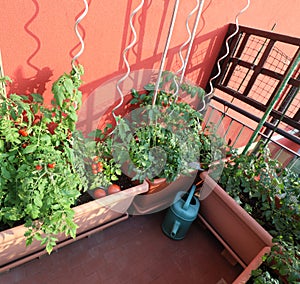 Watering can in a corner of the terrace with planters with veget