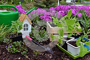 Watering can with doll house, working tooks and boxes with petunia seedlings on flowerbed