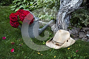 Watering can filled with red roses on the green grass and straw cowboy hat next to it