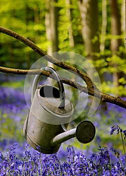 Watering can between flowers