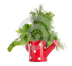 Watering can with fresh aromatic herbs on white background