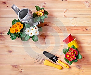 Watering can, gardening tools, flower pots and primula flowers on wooden background. Top view, copy space