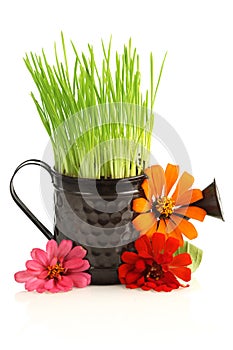 Watering can with grass & flowers