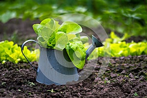A watering can with green lettuce leaves in raindrops on the background of a vegetable garden. Background