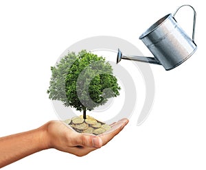 Watering can and hand holding stack of golden coins with tree growing