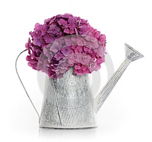 Watering can with hydrangea