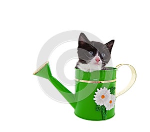 Watering Can Kitty