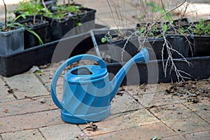 Watering can and new trees on Tu Bishvat Jewish holiday