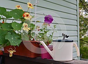 Watering can with petunia and nasturtium flowers in pots