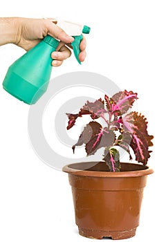 Watering can and plant isolated