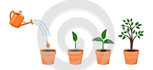 Watering can with plant. Tree growth Stages with green leaf, nature plant.