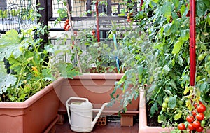 watering can and pots with plants of tomatoes in a urban garden