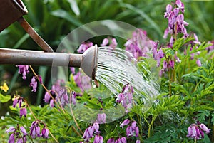 Watering can pouring water on blooming Pacific bleeding heart flowers in the garden