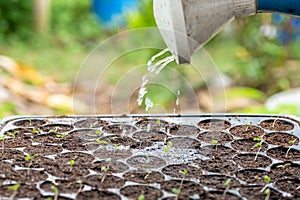 Watering can pouring water on sapling in tray