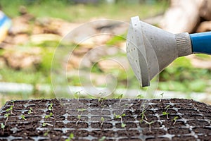 Watering can pouring water on sapling in tray