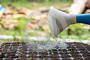 Watering can pouring water on sapling in tray