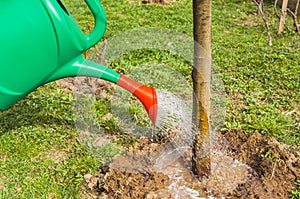 Watering can pouring water on tree