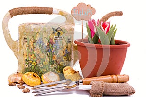 Watering can with seeds, flower bulbs and tulips in a pot on a w