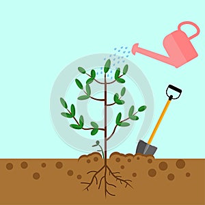 Watering can sprays water drops. New plant, sprout, sapling with shovel, spade isolated on background. Gardening, planting process