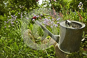 Watering can surrounded by flowers in a garden