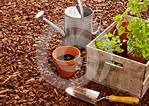 Watering can, trowel and seedlings over mulch