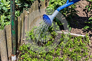 Watering can - Vegetable Garden