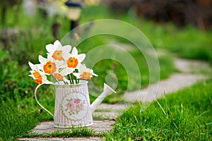 Watering can with yellow narcissus