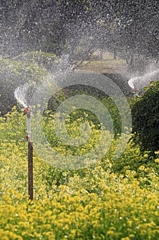 Watering canola flower field