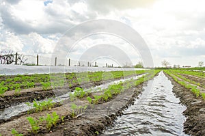 Watering the carrot plantation in early spring. Agribusiness, farmland. New farming planting season. Olericulture. Agriculture photo