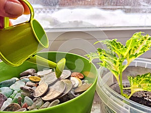 Watering Coins and Plants on a Sunny Windowsill. The concept of caring for the growth and multiplication of money and
