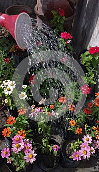 Watering colorful flower water drops watering can